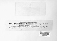 Phacidium lacerum image